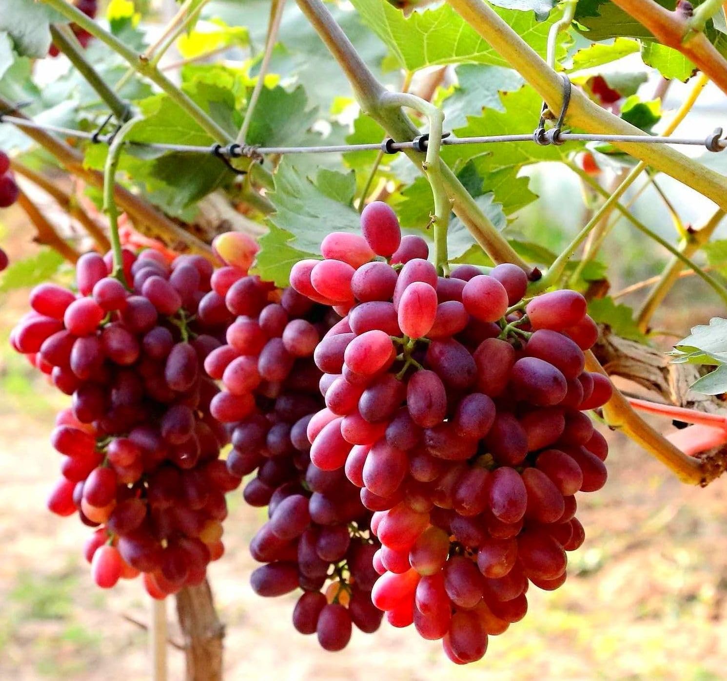 grape SEED １～８ 10191229_3x_e3f07b8b-1362-4b5d